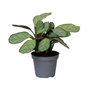 Maranta amagris - Terrarieväxt