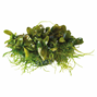 Easy Grow - Bucephalandra serimbu brown