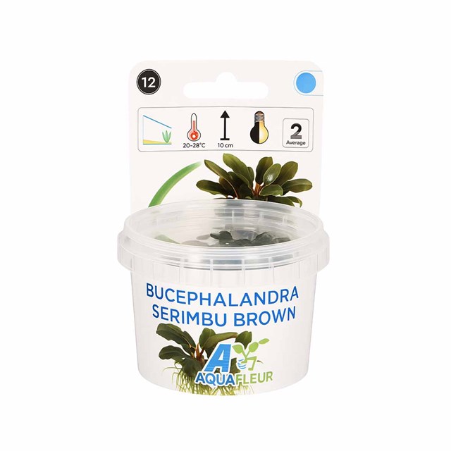 Easy Grow - Bucephalandra serimbu brown