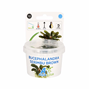 Easy Grow - Bucephalandra serimbu brown