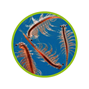 Hobby Artemia Kläckare