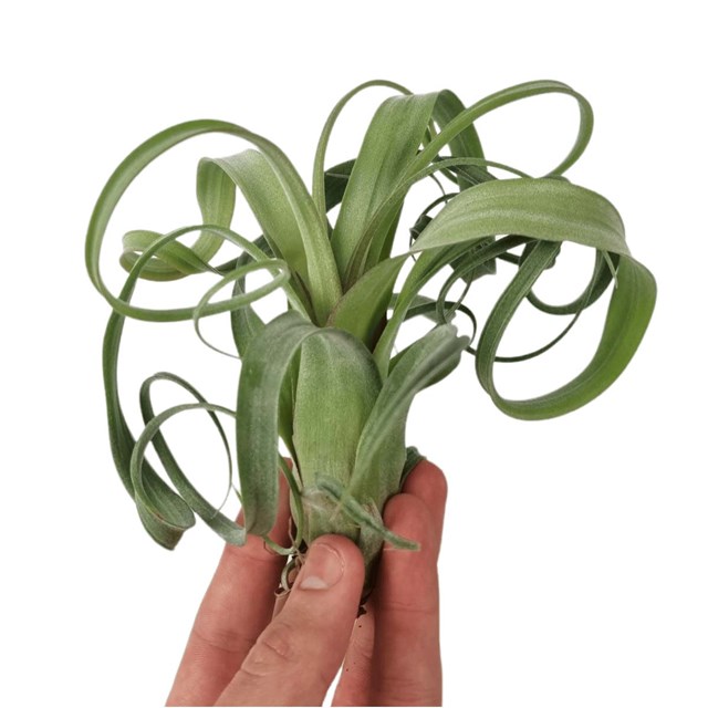 Tillandsia Curly Slim - Medium