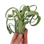 Tillandsia Curly Slim - Medium