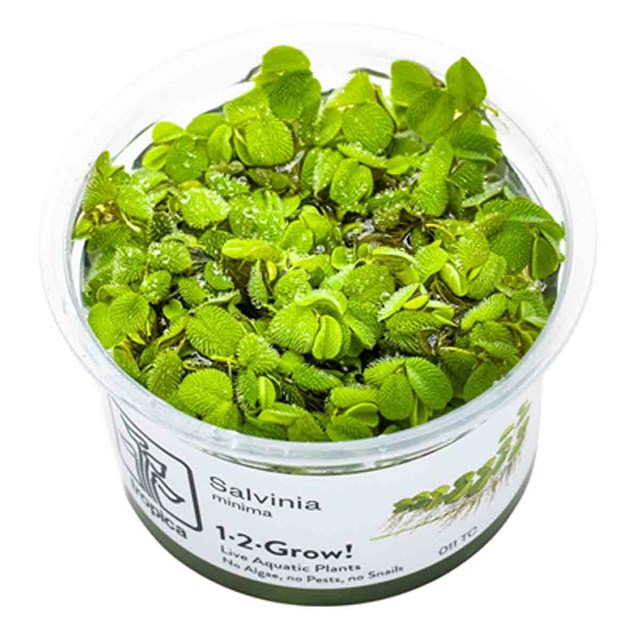1-2-Grow - Salvinia minima - Flytväxt