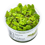 1-2-Grow - Salvinia minima - Flytväxt