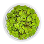 1-2-Grow - Salvinia minima - Flytväxt
