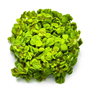 1-2-Grow - Salvinia minima - Flytväxt