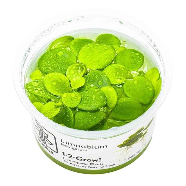 1-2-Grow - Limnobium laevigatum - Flytväxt