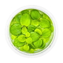 1-2-Grow - Limnobium laevigatum - Flytväxt