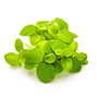 1-2-Grow - Limnobium laevigatum - Flytväxt