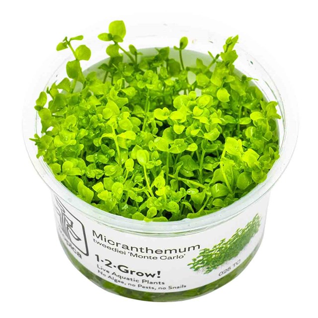1-2-Grow - Micranthemum tweediei ´Monte Carlo´