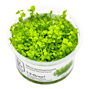 1-2-Grow - Micranthemum tweediei ´Monte Carlo´