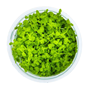1-2-Grow - Micranthemum tweediei ´Monte Carlo´