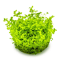 1-2-Grow - Micranthemum tweediei ´Monte Carlo´