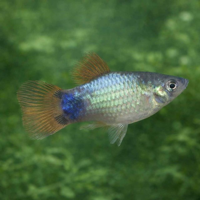 Blåneon Musse Pigg platy - Xiphophorus maculatus