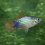 Blåneon Musse Pigg platy - Xiphophorus maculatus