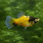 Humla platy - Xiphophorus maculatus