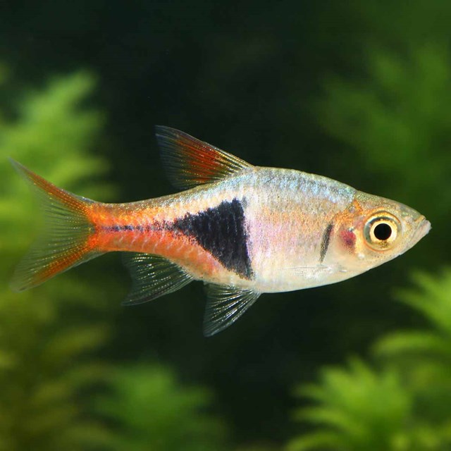 Kilfläcksrasbora - Trigonostigma heteromorpha