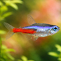 Neontetra - Paracheirodon innesi