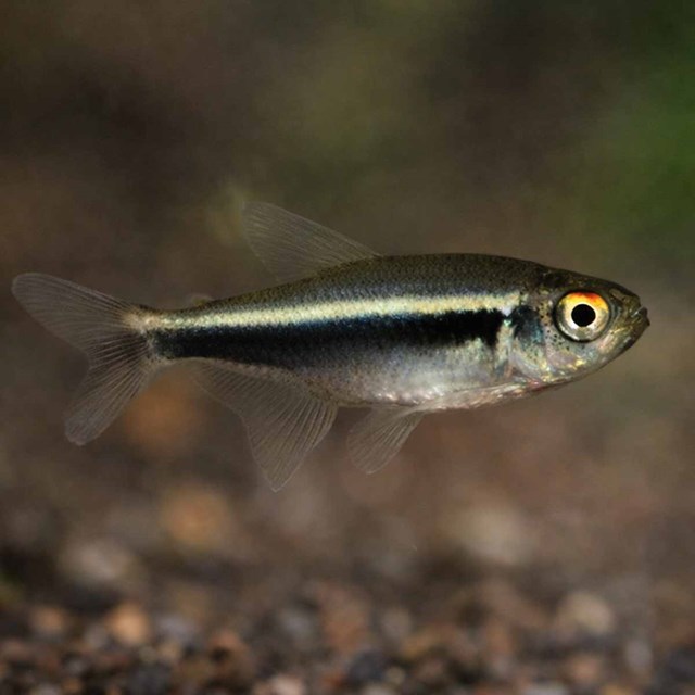 Svart neontetra - Hyphessobrycon herbertaxelrodi