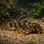 L015 Candy striped dwarf pleco - Peckoltia sp. ´L015´