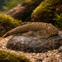Prickig borneo-pleco/grönling - Gastromyzon scitulus