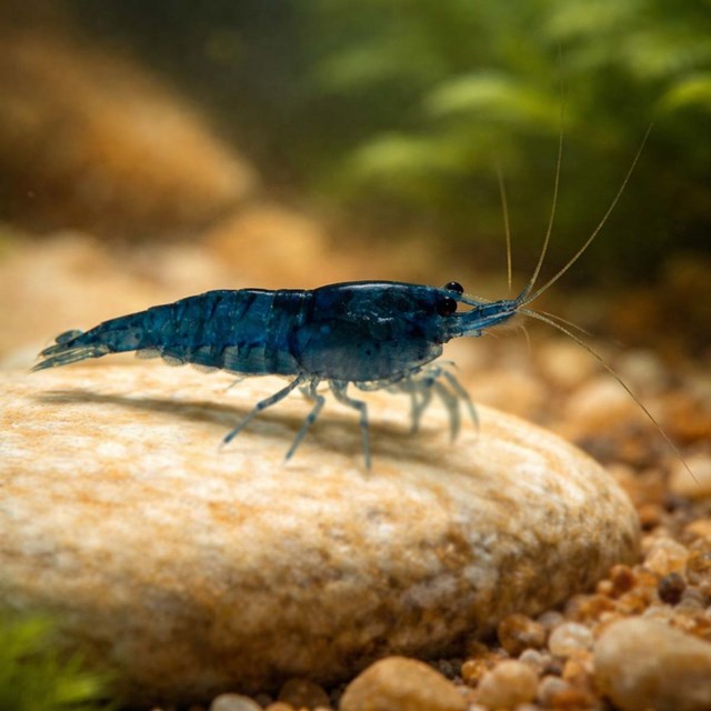 Blue diamond räka - Neocaridina sp. ´blue diamond´
