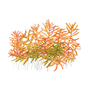 1-2-Grow - Rotala rotundifolia Hra´