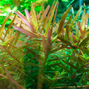1-2-Grow - Rotala rotundifolia Hra´