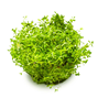 1-2-Grow - Rotala rotundifolia Hra´