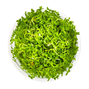 1-2-Grow - Rotala rotundifolia Hra´