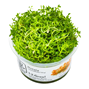 1-2-Grow - Rotala rotundifolia Hra´