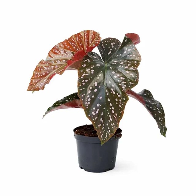 Begonia Wings Cracklin Rosie - Terrarieväxt