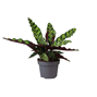 Calathea lancifolia - Terrarieväxt