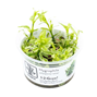1-2-Grow - Hygrophila polysperma ´White´