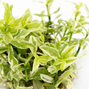 1-2-Grow - Hygrophila polysperma ´White´