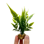Plastväxt Anubias pearl - 20 cm
