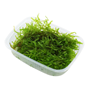 Tropica - Vesicularia montagnei ´Christmas Moss´