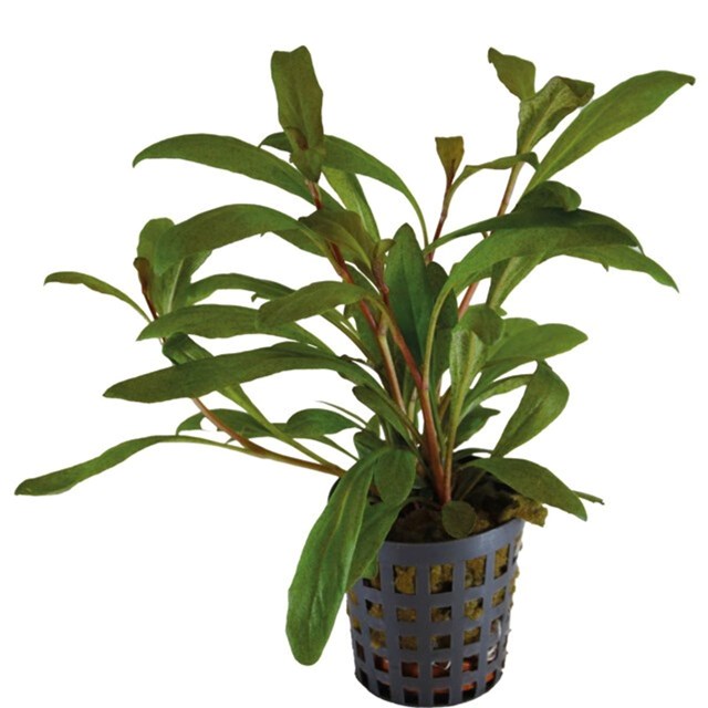 Lysimachia parvifolia kruka