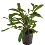 Lysimachia parvifolia kruka