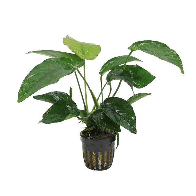 Anubias barteri kruka