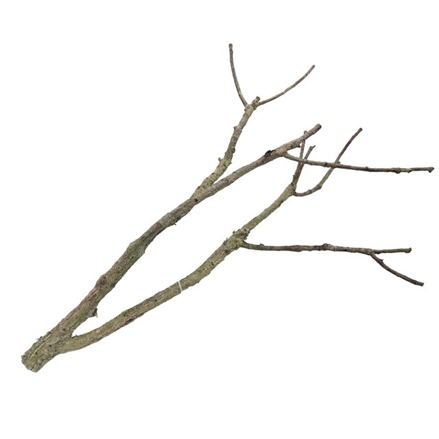 Cork Tronchos - Korkgren - 60-90 cm