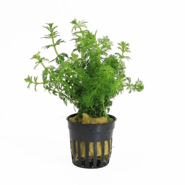 Limnophila sessiliflora kruka
