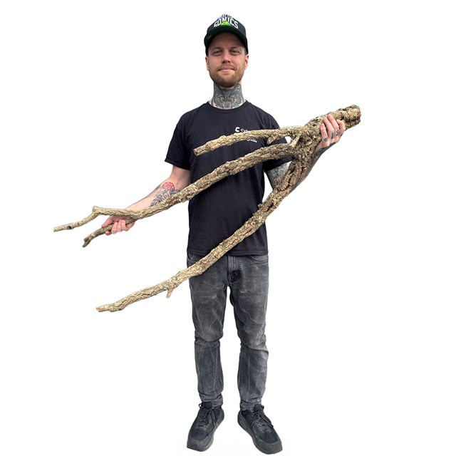 Korkgren - Ø2-6 cm - 100-140 cm