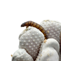 Zophobas morio larver - 50 g / 1 dl