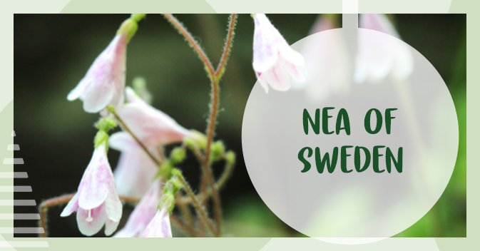 Nea of Sweden