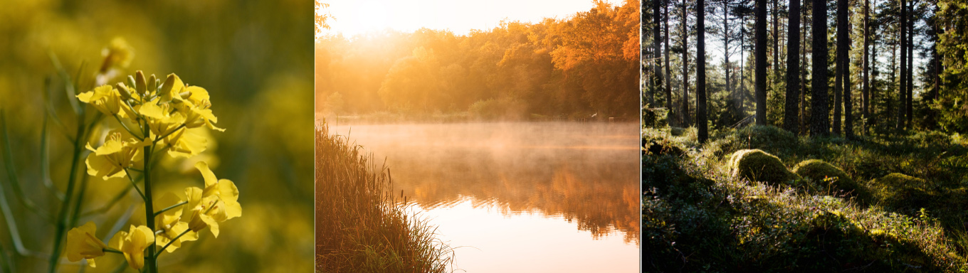 Månadens svenska vara