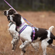 Non-stop dogwear Line Harness 5.0 Rp Edition Purple/Pink