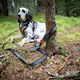 Non-stop dogwear Touring Bungee Adjustable Black/Gray