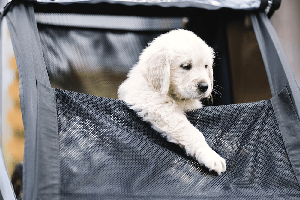 Popular Thule Courier dog trailer kit – Commute Smarter with an